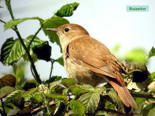 Ruiseñor
 