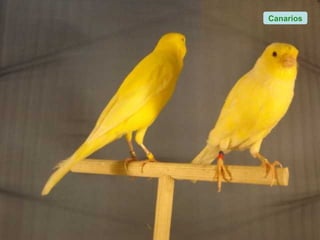 Canarios
 