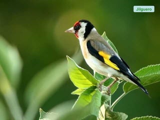 Jilguero
 