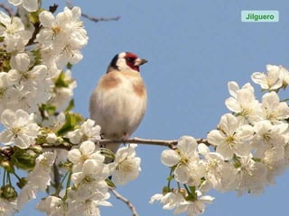 Jilguero
 