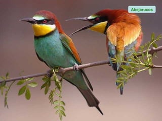 Abejarucos
 