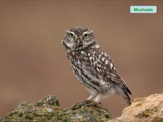 Mochuelo
 
