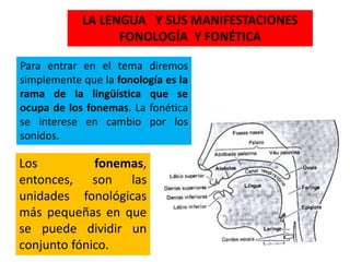 LA LENGUA Y SUS MANIFESTACIONES
FONOLOGÍA Y FONÉTICA
Para entrar en el tema diremos
simplemente que la fonología es la
rama de la lingüística que se
ocupa de los fonemas. La fonética
se interese en cambio por los
sonidos.
Los fonemas,
entonces, son las
unidades fonológicas
más pequeñas en que
se puede dividir un
conjunto fónico.
 