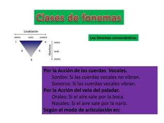 Los fonemas consonánticos
Por la Acción de las cuerdas Vocales.
Sordos: Si las cuerdas vocales no vibran.
Sonoros: Si las cuerdas vocales vibran.
Por la Acción del velo del paladar.
Orales: Si el aire sale por la boca.
Nasales: Si el aire sale por la nariz.
Según el modo de articulación en:
 