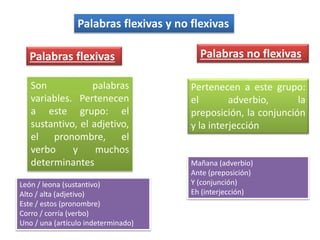 Palabras flexivas y no flexivas
Palabras flexivas
Son palabras
variables. Pertenecen
a este grupo: el
sustantivo, el adjetivo,
el pronombre, el
verbo y muchos
determinantes
León / leona (sustantivo)
Alto / alta (adjetivo)
Este / estos (pronombre)
Corro / corría (verbo)
Uno / una (artículo indeterminado)
Palabras no flexivas
Pertenecen a este grupo:
el adverbio, la
preposición, la conjunción
y la interjección
Mañana (adverbio)
Ante (preposición)
Y (conjunción)
Eh (interjección)
 