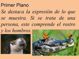 Primer Plano
Se destaca la expresión de lo que
se muestra. Si se trata de una
persona, este comprende el rostro
y los hombros.
 