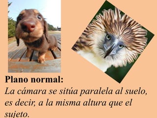 Plano normal:
La cámara se sitúa paralela al suelo,
es decir, a la misma altura que el
sujeto.
 
