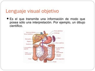 Lenguaje visual objetivo
Es el que transmite una información de modo que
posea sólo una interpretación. Por ejemplo, un dibujo
científico.
 