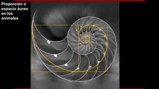 Proporción o
espacio áureo
en los
animales
 