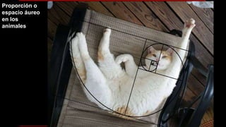 Proporción o
espacio áureo
en los
animales
 