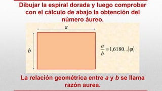 Dibujar la espiral dorada y luego comprobar
con el cálculo de abajo la obtención del
número áureo.
La relación geométrica entre a y b se llama
razón aurea.
 