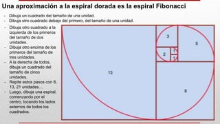 - Dibuja otro cuadrado a la
izquierda de los primeros
del tamaño de dos
unidades.
- Dibuja otro encima de los
primeros del tamaño de
tres unidades.
- A la derecha de todos,
dibuja un cuadrado del
tamaño de cinco
unidades.
- Repite estos pasos con 8,
13, 21 unidades…
- Luego, dibuja una espiral,
comenzando por el
centro, tocando los lados
externos de todos los
cuadrados.
Una aproximación a la espiral dorada es la espiral Fibonacci
- Dibuja un cuadrado del tamaño de una unidad.
- Dibuja otro cuadrado debajo del primero, del tamaño de una unidad.
 