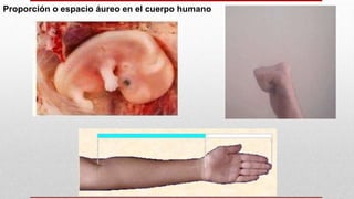 Proporción o espacio áureo en el cuerpo humano
 