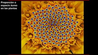 Proporción o
espacio áureo
en las plantas
 