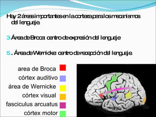 Hay 2 áreas importantes en la corteza para los mecanismos del lenguaje. Área de Broca: centro de expresión del lenguaje . Área de Wernicke: centro de recepción del lenguaje. area de Broca  córtex auditivo área de Wernicke  córtex visual  fasciculus arcuatus córtex motor 