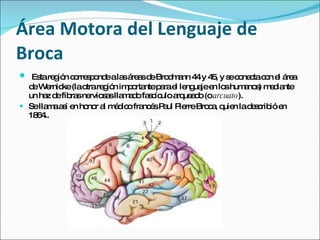 Área Motora del Lenguaje de Broca Esta región corresponde a las áreas de Brodmann 44 y 45, y se conecta con el área de Wernicke (la otra región importante para el lenguaje en los humanos) mediante un haz de fibras nerviosas llamado fascículo arqueado (o  arcuato ). Se llama así en honor al médico francés Paul Pierre Broca, quien la describió en 1864..                             