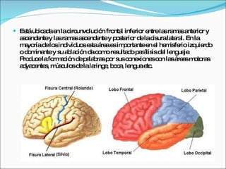 Está ubicada en la circunvolución frontal inferior entre las ramas anterior y ascendente y las ramas ascendente y posterior de la cisura lateral. En la mayoría de los individuos esta área es importante en el hemisferio izquierdo o dominante y su ablación da como resultado parálisis del lenguaje. Produce la formación de palabras por sus conexiones con las áreas motoras adyacentes, músculos de la laringe, boca, lengua etc. 