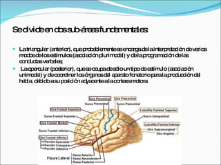 Se divide en dos sub-áreas fundamentales:  La triangular (anterior), que probablemente se encarga de la interpretación de varios modos de los estímulos (asociación plurimodal) y de la programación de las conductas verbales;  La opercular (posterior), que se ocupa de sólo un tipo de estímulo (asociación unimodal) y de coordinar los órganos del aparato fonatorio para la producción del habla, debido a su posición adyacente a la corteza motora. 