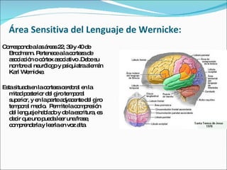 Área Sensitiva del Lenguaje de Wernicke: Corresponde a las áreas 22, 39 y 40 de Brodmann. Pertenece a la corteza de asociación o córtex asociativo .Debe su nombre al neurólogo y psiquiatra alemán Karl Wernicke.  Esta situada en la corteza cerebral en la mitad posterior del giro temporal superior, y en la parte adyacente del giro temporal medio.  Permite la compresión del lenguaje hablado y de la escritura, es decir que uno pueda leer una frase, comprenderla y leerla en voz alta.  