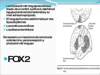 La modulación del lenguaje se realiza a través  de un control auditivo si este falla el leguaje pierde variaciones tonales y su nivel se hace inapropiado. El lenguaje humano esta formado por dos tipos de patrones: Los continuos vocálicos Los altos consonánticos Es necesario un mecanismo de memoria de corto termino  para la recepción y producción del lenguaje  FOX2 