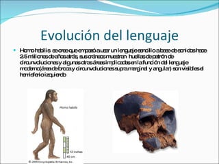 Evolución del lenguaje Homo habilis  se cree que empezó a usar un lenguaje sencillo a base de sonidos hace 2.5 millones de años atrás, sus cráneos muestran  huellas de patrón de circunvoluciones y algunas otras áreas implicadas en la función del lenguaje moderno(área de broca y circunvoluciones supra marginal y angular) son visibles el hemisferio izquierdo 