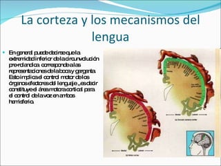La corteza y los mecanismos del lengua En general puede decirse que la extremidad inferior de la circunvolución pre-rolandica  corresponde a las representaciones de la boca y garganta. Esto implica el control motor de los órganos efectores del lenguaje ,,es decir constituye el área motora cortical para el control de la voz en ambos hemisferio. 