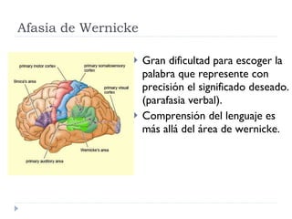 Afasia de Wernicke Gran dificultad para escoger la palabra que represente con precisión el significado deseado. (parafasia verbal). Comprensión del lenguaje es más allá del área de wernicke.  