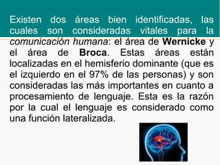 Existen dos áreas bien identificadas, las
cuales son consideradas vitales para la
comunicación humana: el área de Wernicke y
el área de Broca. Estas áreas están
localizadas en el hemisferio dominante (que es
el izquierdo en el 97% de las personas) y son
consideradas las más importantes en cuanto a
procesamiento de lenguaje. Esta es la razón
por la cual el lenguaje es considerado como
una función lateralizada.
 