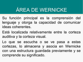 ÁREA DE WERNICKE
Su función principal es la comprensión del
lenguaje y otorga la capacidad de comunicar
ideas coherentes.
Está localizada relativamente entre la corteza
auditiva y la corteza visual.
Lo que se escucha o se ve pasa a estas
cortezas, lo almacena y asocia en Wernicke
con una estructura guardada previamente y se
comprende su significado.
 