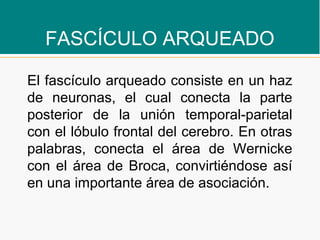 FASCÍCULO ARQUEADO
El fascículo arqueado consiste en un haz
de neuronas, el cual conecta la parte
posterior de la unión temporal-parietal
con el lóbulo frontal del cerebro. En otras
palabras, conecta el área de Wernicke
con el área de Broca, convirtiéndose así
en una importante área de asociación.
 