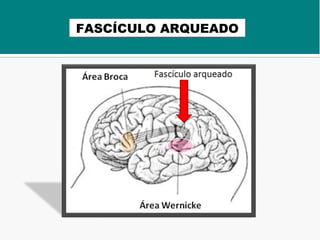 FASCÍCULO ARQUEADO
 