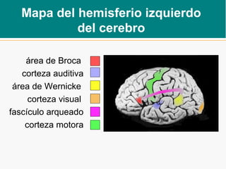 Mapa del hemisferio izquierdo
del cerebro
área de Broca
corteza auditiva
área de Wernicke
corteza visual
fascículo arqueado
corteza motora
 