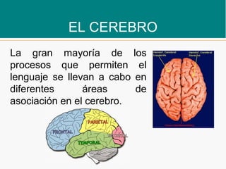 EL CEREBRO
La gran mayoría de los
procesos que permiten el
lenguaje se llevan a cabo en
diferentes áreas de
asociación en el cerebro.
 