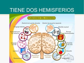 TIENE DOS HEMISFERIOS
 