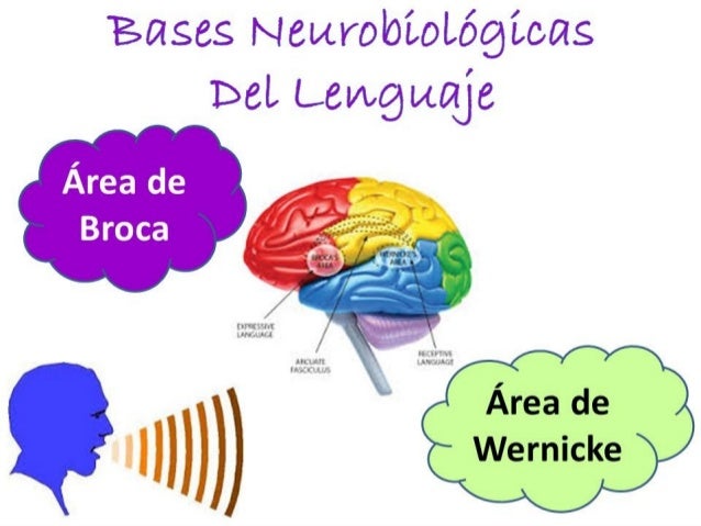 Lenguaje y cerebro
