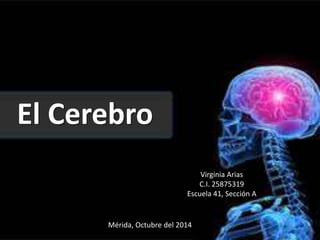 El Cerebro 
Virginia Arias 
C.I. 25875319 
Escuela 41, Sección A 
Mérida, Octubre del 2014 
 