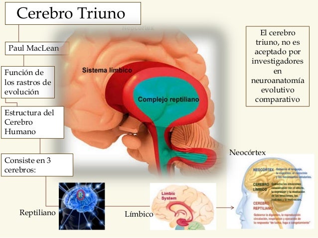 Resultado de imagen de paul maclean cerebro triuno