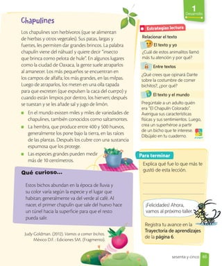 1
Desarrollo
Los chapulines son herbívoros (que se alimentan
de hierbas y otros vegetales). Sus patas, largas y
fuertes, les permiten dar grandes brincos. La palabra
chapulín viene del náhuatl y quiere decir “insecto
que brinca como pelota de hule”. En algunos lugares
como la ciudad de Oaxaca, la gente suele atraparlos
al amanecer. Los más pequeños se encuentran en
los campos de alfalfa; los más grandes, en las milpas.
Luego de atraparlos, los meten en una olla tapada
para que excreten (que expulsen la caca del cuerpo) y
cuando están limpios por dentro, los hierven; después
se tuestan y se les añade sal y jugo de limón.
En el mundo existen miles y miles de variedades de
chapulines, también conocidos como saltamontes.
La hembra, que produce entre 400 y 500 huevos,
generalmente los pone bajo la tierra, en las raíces
de las plantas. Después los cubre con una sustancia
espumosa que los protege.
Las especies grandes pueden medir
más de 10 centímetros.
Relacionar el texto
El texto y yo
¿Cuál de estos animalitos llamó
más tu atención y por qué?
Entre textos
¿Qué crees que opinará Dante
sobre la costumbre de comer
bichitos?, ¿por qué?
El texto y el mundo
Pregúntale a un adulto quién
era “El Chapulín Colorado”.
Averigua sus características
físicas y sus sentimientos. Luego,
crea un superhéroe a partir
de un bicho que te interese.
Dibújalo en tu cuaderno. ¡A jugar!
Estrategias lectura
Para terminar
Explica qué fue lo que más te
gustó de esta lección.
¡Felicidades! Ahora,
vamos al próximo taller.
vamos al próximo taller.
Registra tu avance en la
Trayectoria de aprendizajes
de la página 6.
Estos bichos abundan en la época de lluvia y
su color varía según la especie y el lugar que
habitan; generalmente va del verde al café. Al
nacer, el primer chapulín que sale del huevo hace
un túnel hacia la superficie para que el resto
pueda salir.
Qué curioso…
Registra tu avance en la
Trayectoria de aprendizajes
de la
Judy Goldman. (2012). Vamos a comer bichos.
México D.F. : Ediciones SM. (Fragmento).
65
sesenta y cinco
 
