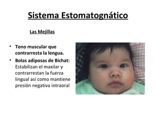 Sistema Estomatognático
         Las Mejillas

• Tono muscular que
  contrarresta la lengua.
• Bolas adiposas de Bichat:
  Estabilizan el maxilar y
  contrarrestan la fuerza
  lingual así como mantiene
  presión negativa intraoral.
 
