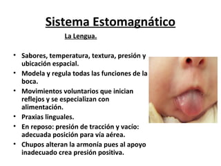 Sistema Estomagnático
                La Lengua.

• Sabores, temperatura, textura, presión y
  ubicación espacial.
• Modela y regula todas las funciones de la
  boca.
• Movimientos voluntarios que inician
  reflejos y se especializan con
  alimentación.
• Praxias linguales.
• En reposo: presión de tracción y vacío:
  adecuada posición para vía aérea.
• Chupos alteran la armonía pues al apoyo
  inadecuado crea presión positiva.
 