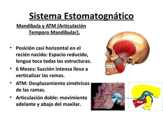 Sistema Estomatognático
  Mandíbula y ATM (Articulación
      Temporo Mandibular).

• Posición casi horizontal en el
  recién nacido: Espacio reducido,
  lengua toca todas las estructuras.
• 6 Meses: Succión intensa lleva a
  verticalizar las ramas.
• ATM: Desplazamiento simétricos
  de las ramas.
• Articulación doble: movimiento
  adelante y abajo del maxilar.
 