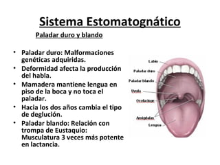Sistema Estomatognático
       Paladar duro y blando

• Paladar duro: Malformaciones
  genéticas adquiridas.
• Deformidad afecta la producción
  del habla.
• Mamadera mantiene lengua en
  piso de la boca y no toca el
  paladar.
• Hacia los dos años cambia el tipo
  de deglución.
• Paladar blando: Relación con
  trompa de Eustaquio:
  Musculatura 3 veces más potente
  en lactancia.
 
