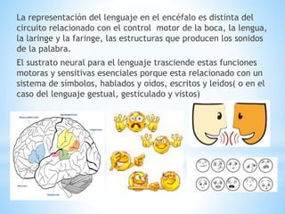 La representación del lenguaje en el encéfalo es distinta del
circuito relacionado con el control motor de la boca, la len...