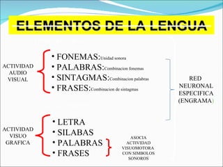 ELEMENTOS DE LA LENGUA FONEMAS: Unidad sonora   PALABRAS: Combinacion fonemas SINTAGMAS: Combinacion palabras FRASES: Combinacion de sintagmas   ACTIVIDAD AUDIO VISUAL ACTIVIDAD VISUO GRAFICA LETRA SILABAS PALABRAS FRASES  ASOCIA ACTIVIDAD VISUOMOTORA  CON SIMBOLOS SONOROS LENGUAJE ORAL LENGUAJE ESCRITO RED  NEURONAL ESPECIFICA (ENGRAMA ) 