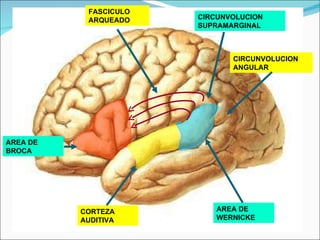 CIRCUNVOLUCION ANGULAR AREA DE WERNICKE CORTEZA AUDITIVA CIRCUNVOLUCION SUPRAMARGINAL AREA DE BROCA FASCICULO ARQUEADO 