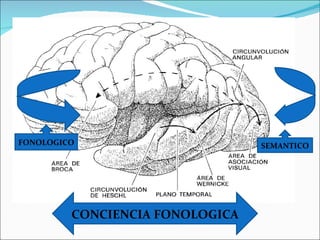 FONOLOGICO SEMANTICO CONCIENCIA FONOLOGICA 