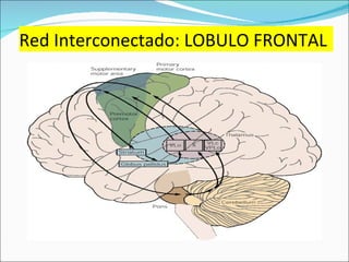 Red Interconectado: LOBULO FRONTAL 