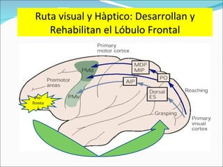 Ruta visual y Hàptico: Desarrollan y Rehabilitan el Lóbulo Frontal Pre-frontal 