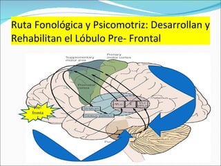 Ruta Fonológica y Psicomotriz: Desarrollan y Rehabilitan el Lóbulo Pre- Frontal Pre-frontal 