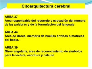 Citoarquitectura cerebral AREA 37  Área responsable del recuerdo y evocación del  nombre  de las palabras y de la formulación del  lenguaje AREA 44 Área de Broca, memoria de huellas ártricas o   motrices  del habla. AREA 39 Girus angularis, área de reconocimiento de símbolos   para la lectura, escritura y cálculo   